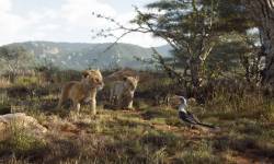 Jak to jest zobaczyć nowego króla lwa, gdy nigdy nie widziałeś starego króla lwa.