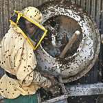 Maria Alexandra Lungu