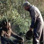 Billy Campbell, Alan Arkin