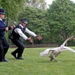 Simon Pegg, Nick Frost