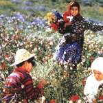 Mohsen Ramezani, Salime Feizi, Elham Sharifi