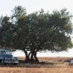 Naomie Harris, Idris Elba