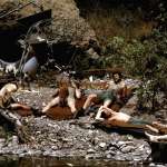 Donald Sutherland, Elliott Gould, Corey Fischer, Carl Gottlieb, Danny Goldman