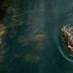 Monica Bellucci, Emir Kusturica