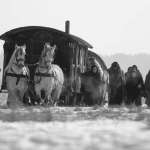 Jowita Budnik, Zbigniew Waleryś, Antoni Pawlicki