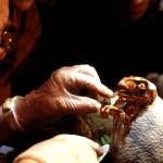 Richard Attenborough