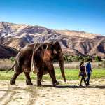 Jenna Ortega, Martin Lion