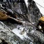 David Thewlis, Brad Pitt