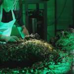 Derek Mears, Kevin Durand