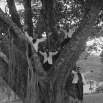 Carloto Cotta, Manuel Mesquita