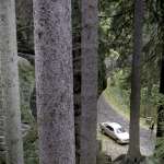 Piotr Stramowski, Tamir Halperin