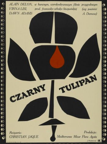 Czarny tulipan