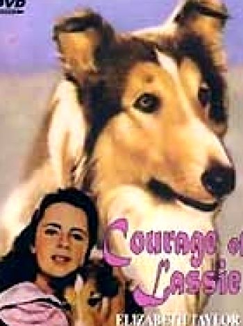 Odwaga Lassie